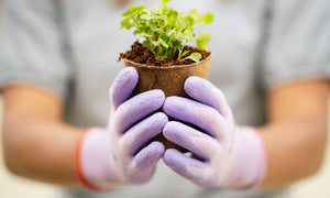 Greenhouse Tips & Tricks for Outstanding Performance