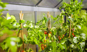 Small greenhouse, big results: what can you grow in a compact kitset?