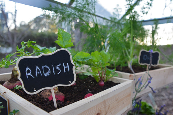 Celeste Polycarbonate Greenhouse – One size available